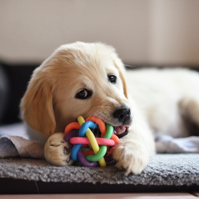 Toys for All Types of Dogs
